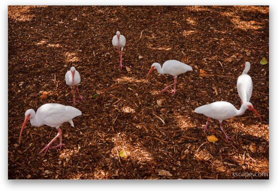 White Ibis birds hovering for scraps Fine Art Metal Print