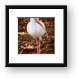 White Ibis Framed Print