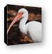 American White Ibis Canvas Print