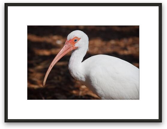 American White Ibis Framed Fine Art Print