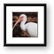 American White Ibis Framed Print