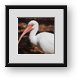Buy Framed Print