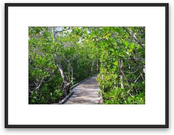 Mangrove boardwalk in John Pennekamp State Park Framed Fine Art Print