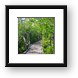 Mangrove boardwalk in John Pennekamp State Park Framed Print