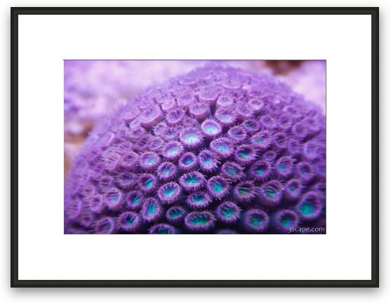 Soft coral Framed Fine Art Print