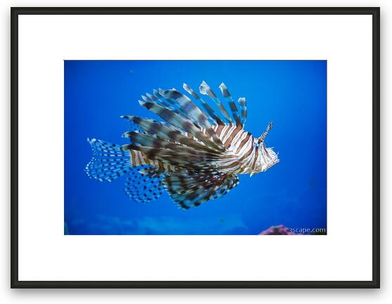 Lion Fish Framed Fine Art Print
