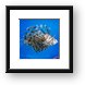 Lion Fish Framed Print