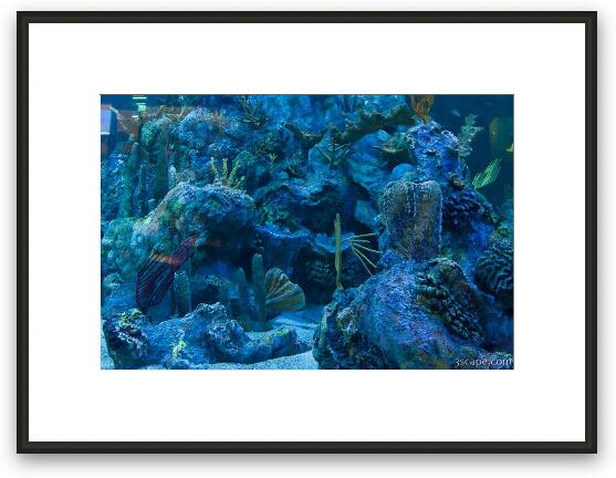 Coral at John Pennekamp State Park aquarium Framed Fine Art Print