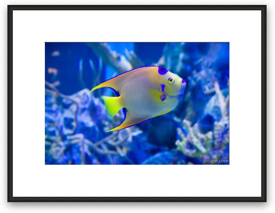 Queen Angelfish Framed Fine Art Print
