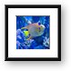 Queen Angelfish Framed Print