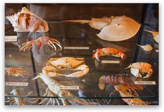 Crab Shells Fine Art Metal Print