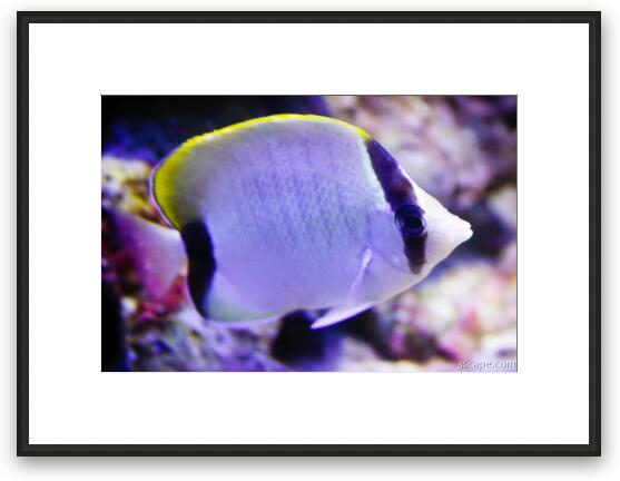 Butterfly Fish Framed Fine Art Print