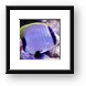 Butterfly Fish Framed Print