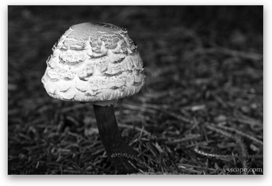 Mushroom Fine Art Metal Print