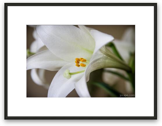 White Lily Framed Fine Art Print