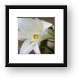 White Lily Framed Print