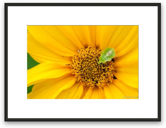 Green Shield Bug Framed Fine Art Print