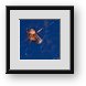 Buy Framed Print