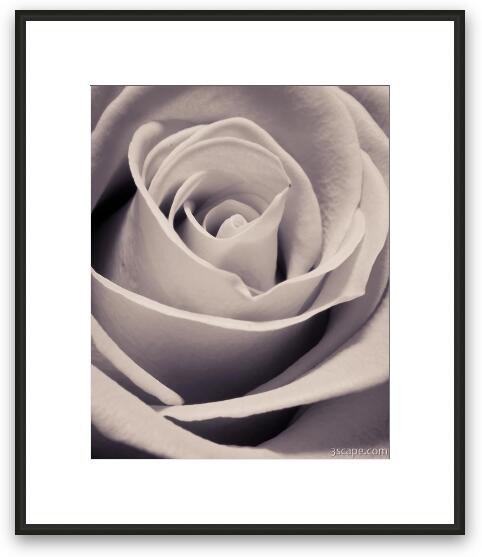 Rose Framed Fine Art Print