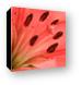 Pink Lily Canvas Print