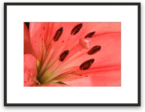 Pink Lily Framed Fine Art Print