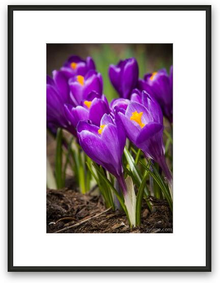 Spring Crocus Bloom Framed Fine Art Print