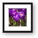 Spring Crocus Bloom Framed Print