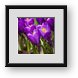 Buy Framed Print