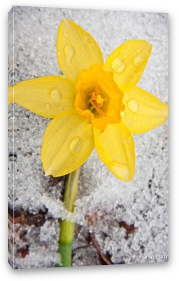 Daffodil in Spring Snow Fine Art Canvas Print