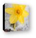 Daffodil in Spring Snow Canvas Print