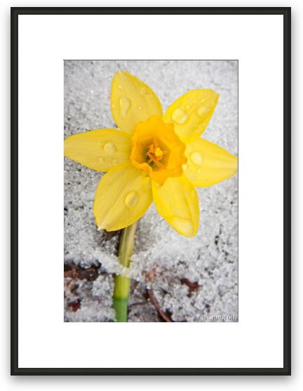 Daffodil in Spring Snow Framed Fine Art Print