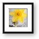 Daffodil in Spring Snow Framed Print