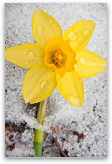Daffodil in Spring Snow Fine Art Metal Print