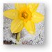Daffodil in Spring Snow Metal Print