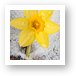 Daffodil in Spring Snow Art Print