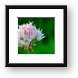 Blue Chive Flower Framed Print