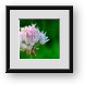 Buy Framed Print