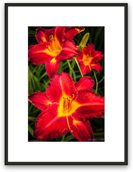 Day Lilies Framed Fine Art Print