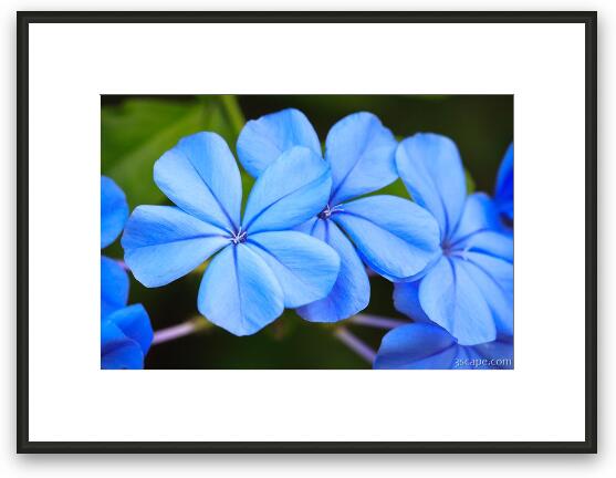 Blue Flax Framed Fine Art Print