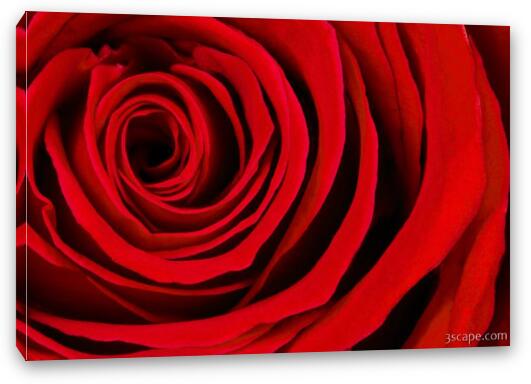 A Rose for Valentine's Day Fine Art Canvas Print