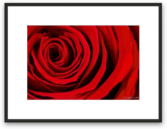 A Rose for Valentine's Day Framed Fine Art Print