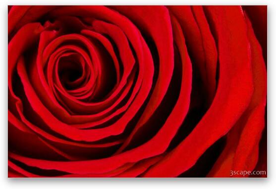 A Rose for Valentine's Day Fine Art Print