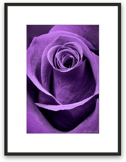 Violet Rose Framed Fine Art Print