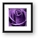 Violet Rose Framed Print