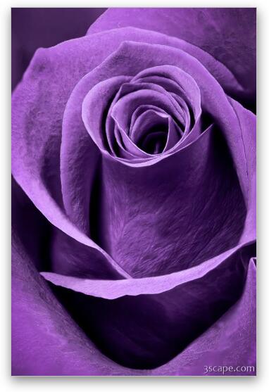 Violet Rose Fine Art Print