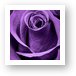 Violet Rose Art Print
