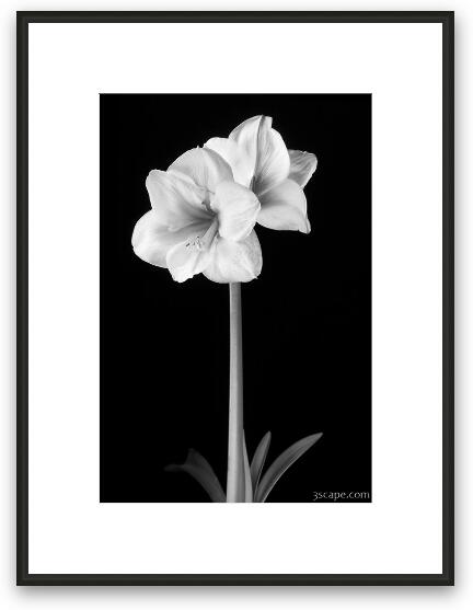 Amaryllis in Black & White Framed Fine Art Print