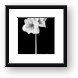 Amaryllis in Black & White Framed Print
