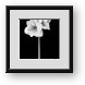 Buy Framed Print