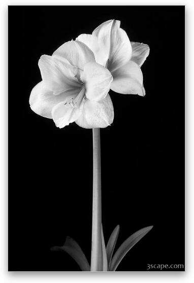 Amaryllis in Black & White Fine Art Print